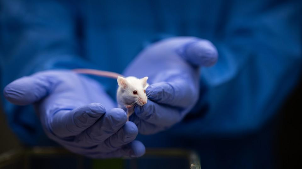 Beyond animal testing: How human data trials are reshaping drug development